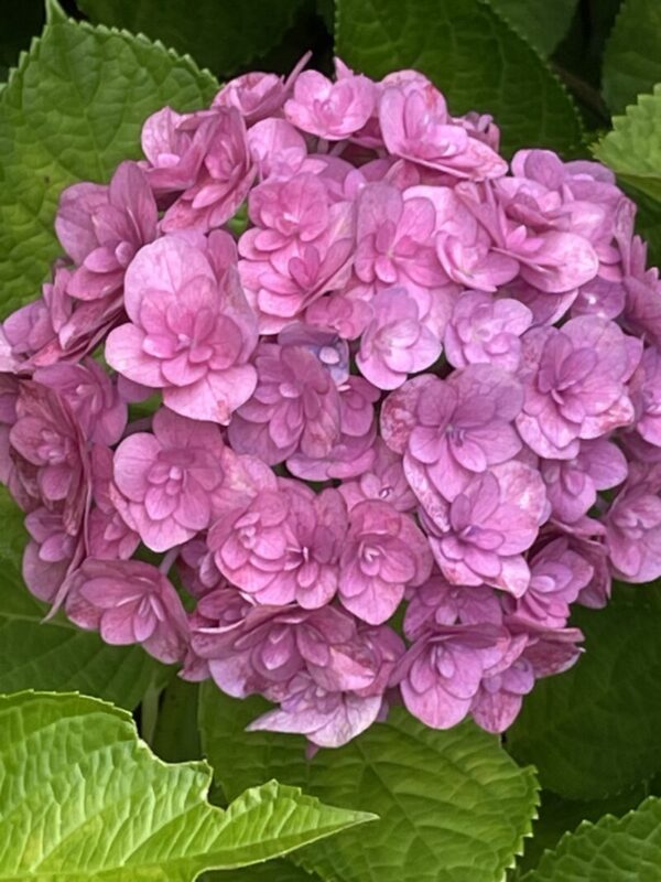 紫陽花ドライフラワー A1 105サイズ 大量 北海道産 秋色紫陽花 北海道